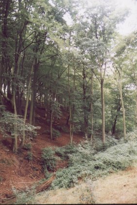 View Gibbing Greave stream valley
